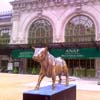 Biennale Lions 13