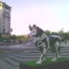 Biennale Lions 20
